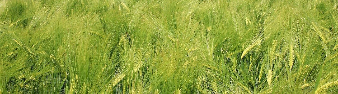 barley field, barley, beautiful wallpaper-1426269.jpg