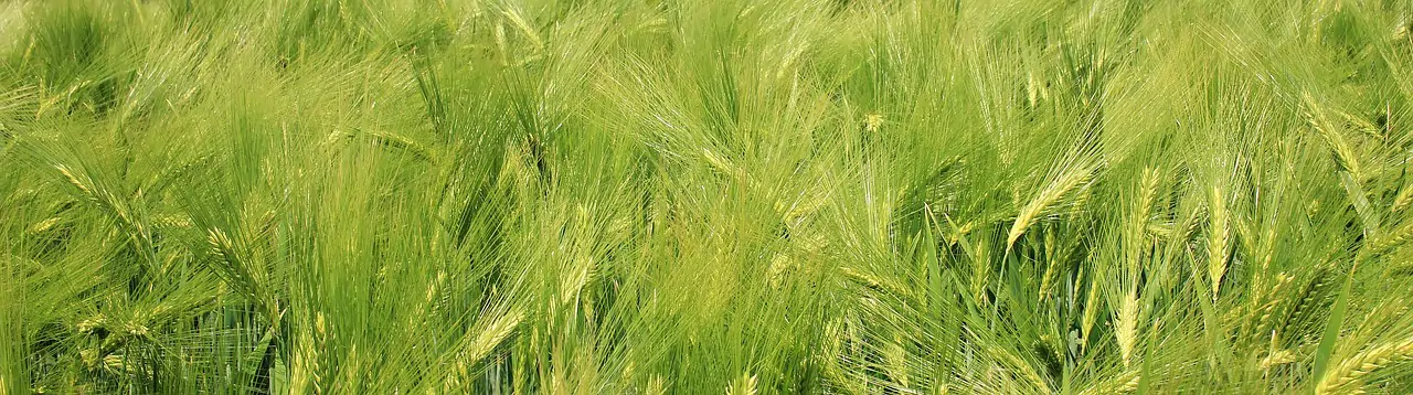 barley-field-barley-beautiful-wallpaper-1426269 barley field, barley, beautiful wallpaper-1426269.jpg