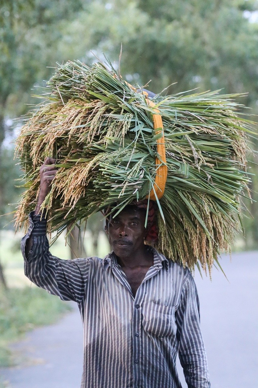 paddy, farmer, agriculture-5253621.jpg